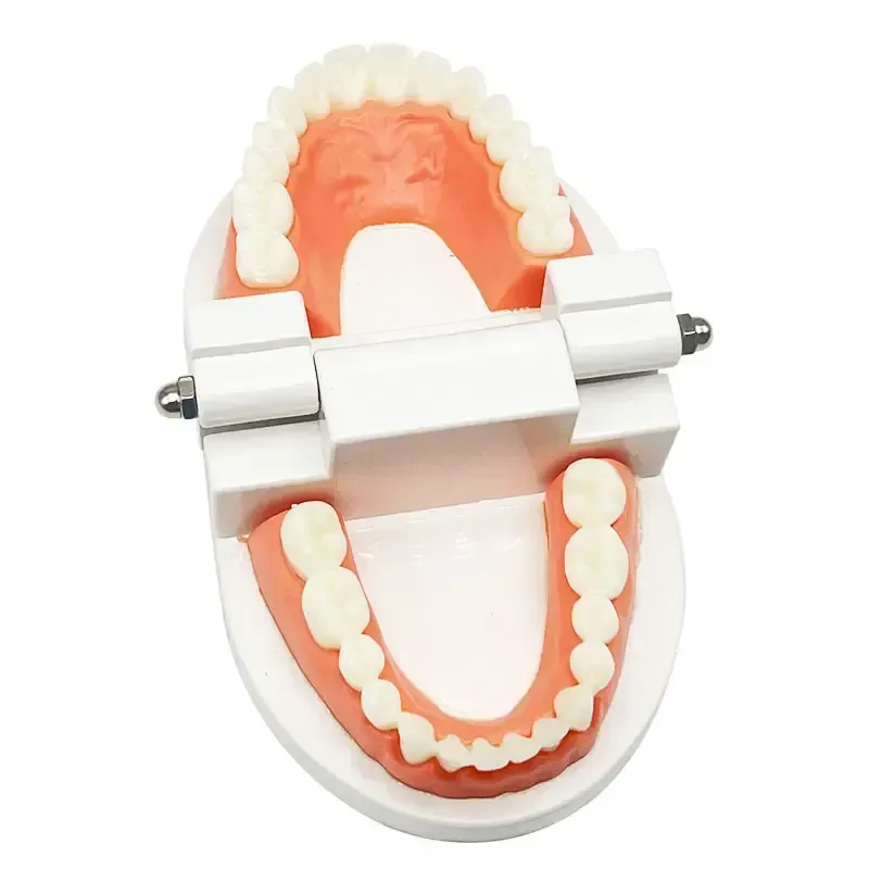 1 Pack Standard Teeth Model Adult Standard Typodont Demonstration Denture Model for Kids Dental Teaching, Clean Display