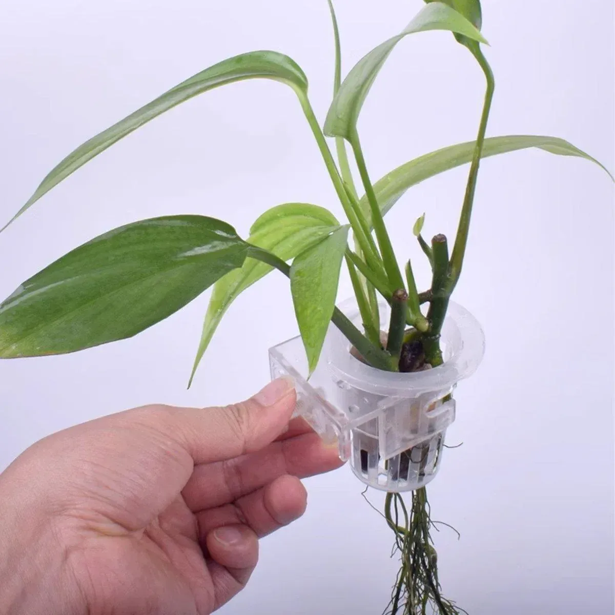 Adjustable Wall Mounted Aquatic Plant Cup for Emersed Plants Water Grass Holder