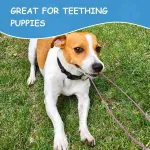 2 Pack Dog Leash Metal Cable, Bite-Resistant Tangle-Free Leash for Walking and Training