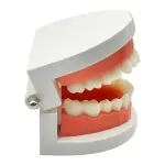 1 Pack Standard Teeth Model Adult Standard Typodont Demonstration Denture Model for Kids Dental Teaching, Clean Display
