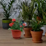 5-Pack Red Terracotta Pots with Tray for Houseplants and Garden Planting