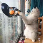 Interactive Cat Track Ball Toy with Window Suction Cup for Indoor Play and Exercise