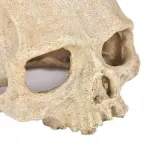 Artificial Fake Skull Head Bone Aquarium Ornament Fish Tank Decoration – Hat