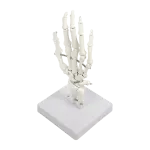 Hand Joint Anatomical Skeleton Model Human Anatomy Study Tool
