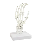 Hand Joint Anatomical Skeleton Model Human Anatomy Study Tool