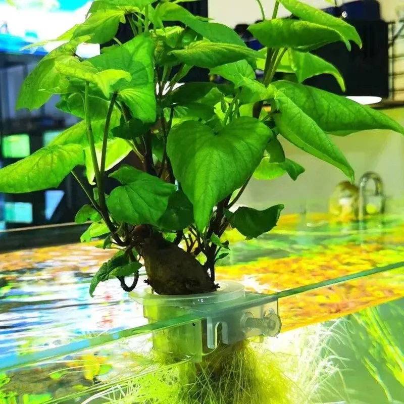 Adjustable Wall Mounted Aquatic Plant Cup for Emersed Plants Water Grass Holder